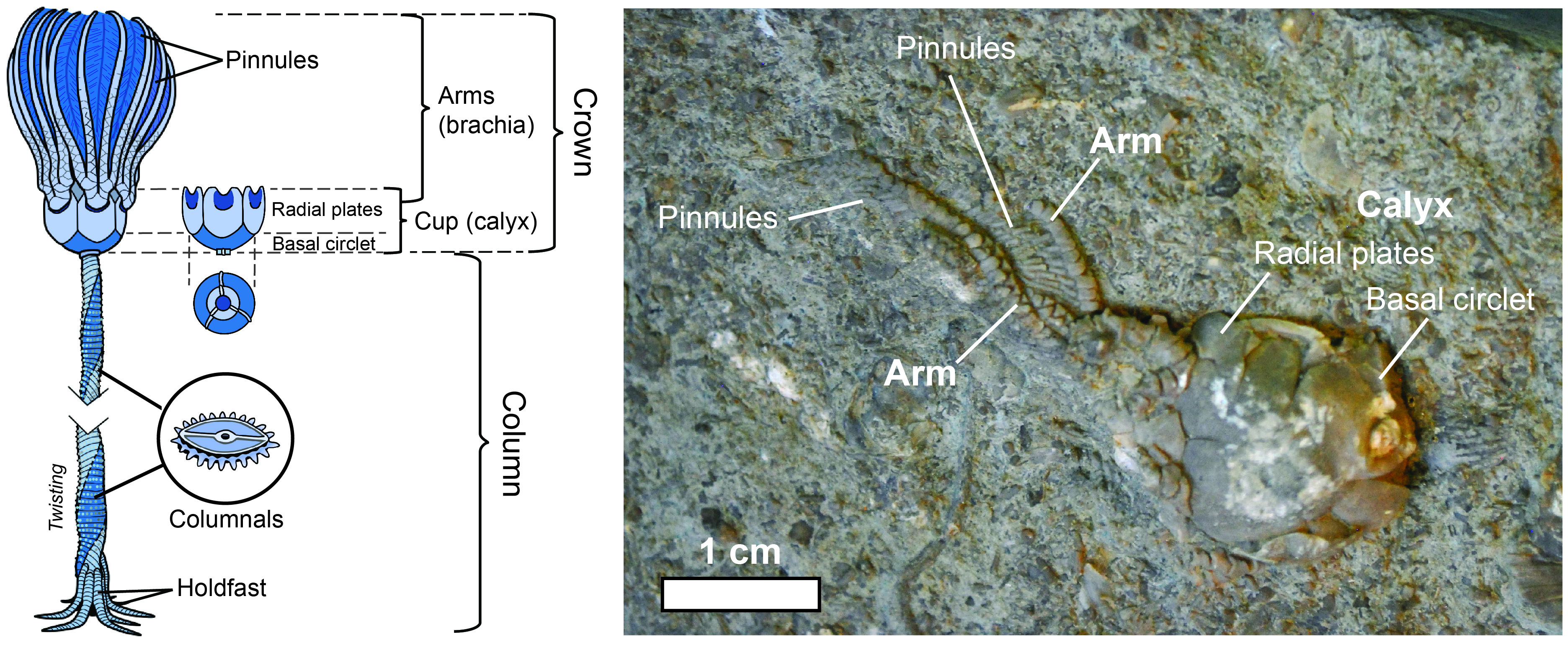 Illustration of a Platycrinites
crinoid showing its parts, and fossil of Platycrinites penicillus (a
species of the genus) with a preserved cup and partial arms.